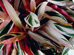 Цветок строманта : основные принципы ухода за растением в домашних условиях. виды строманты и фото