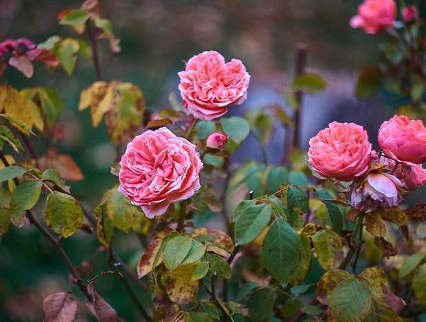 Чем укрывать розы на зиму: как правильно подготовить к зимовке в средней полосе