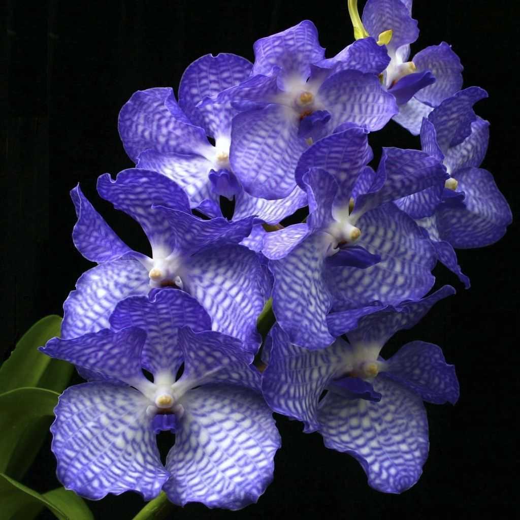 Эпифитные сорта фаленопсисов: валенсия и whitney, а также орхидея ванда