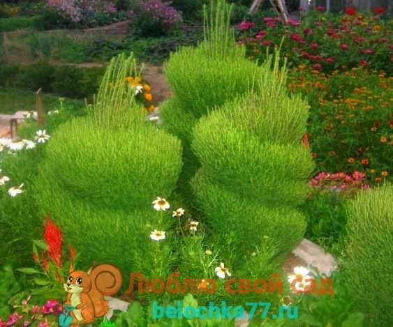 У садоводов довольно большой популярностью пользуется быстрорастущее лианоподобное растение кирказон, которое отличается эффектными крупными листовыми пластинами