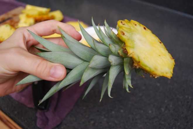 Как посадить ананас в домашних условиях из верхушки: пошаговая инструкция с фото и видео