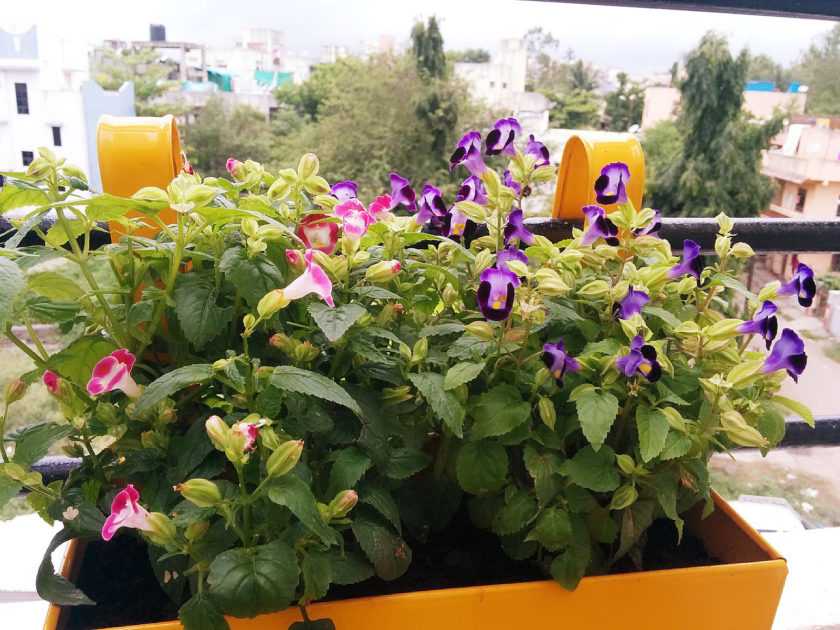 Вьющиеся растения для балкона: плющ, клематис, душистый горошек, виноград