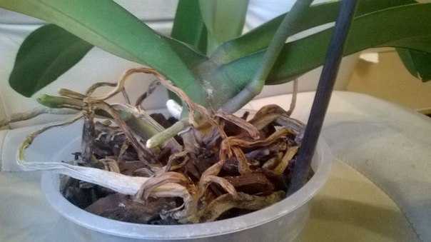 Отращивание (наращивание) корней у орхидеи фаленопсис