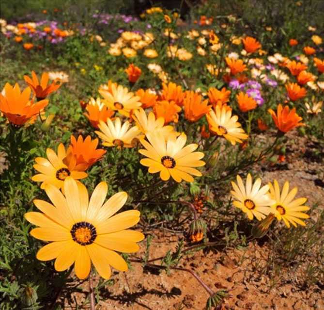 Цветок «диморфотека»: посадка, выращивание из семян, уход в открытом грунте + фото