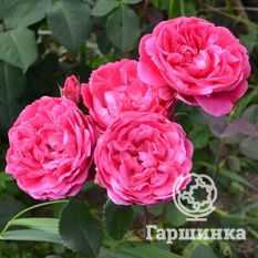 Выращиваем холодостойкие розы без укрытия на supersadovnik.ru