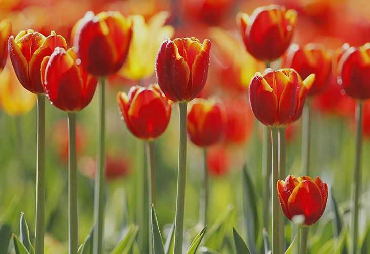 Серая гниль тюльпанов: описание и способы борьбы
