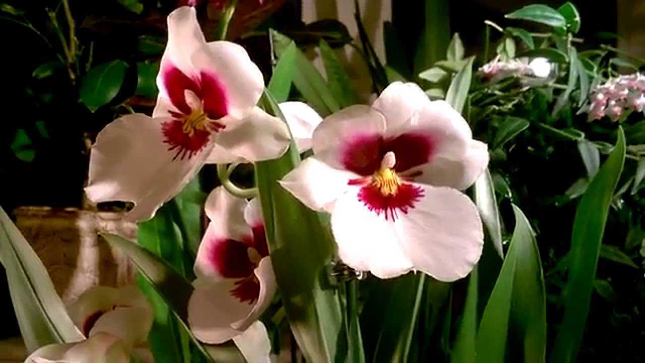 Орхидея мильтония:уход в домашних условиях, фото, виды, советы по грунту и пересадке