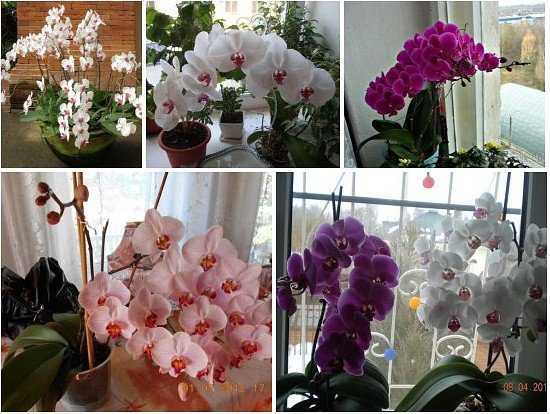 Букет из орхидей — как сделать своими руками и как ухаживать