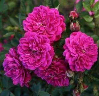 Почвопокровная роза «фейри»: описание и выращивание