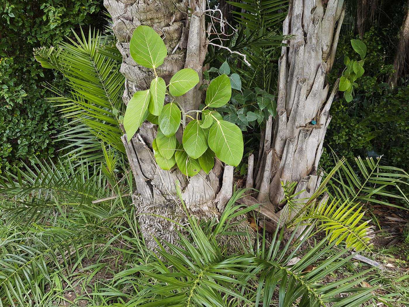 Вечнозеленое дерево фикус бенгальский (Ficus benghalensis) относится к семейству Тутовые Длина плотных листовых пластин около 20 сантиметров, а ширина — до 6 сантиметров
