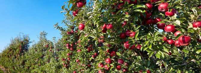 Карликовый подвой для яблони: разновидности сортов, видео и фото