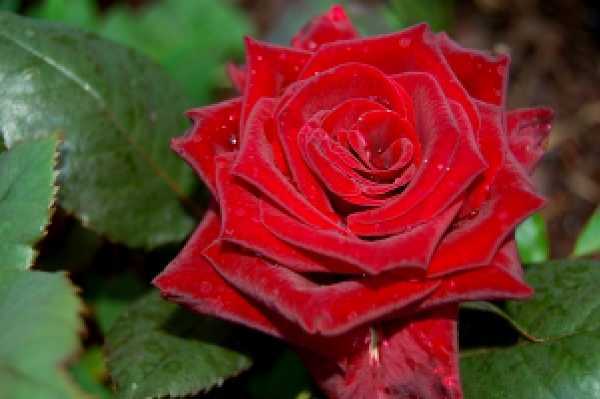 Полиантовая роза | сад и огород - интернет журнал о даче