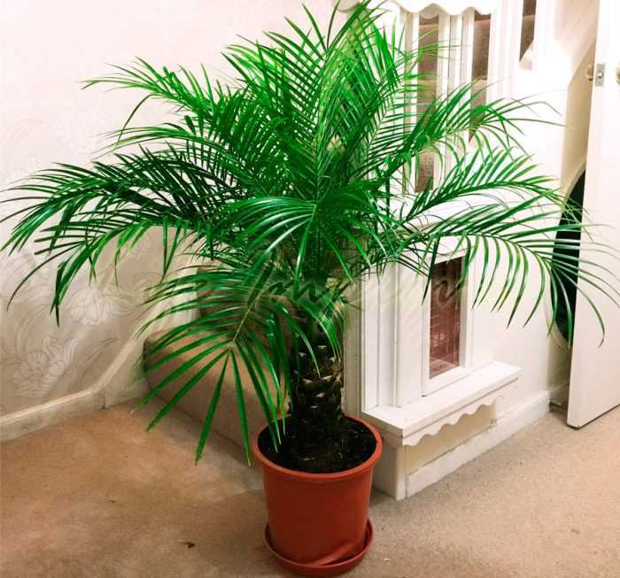 Пальма феникс по-другому именуется финиковая пальма Это растение имеет прямое отношение к роду пальм Данный род объединяет более 15 видов пальм