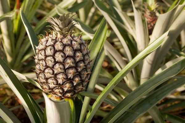 Как вырастить ананас в домашних условиях из верхушки пошагово, в том числе как правильно обрезать плод и подготовить к посадке
