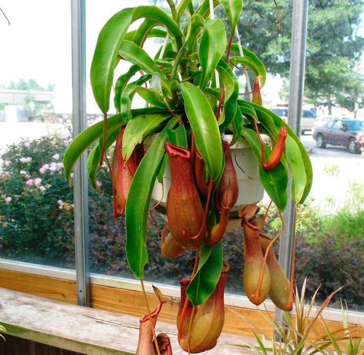 Непентес - хищное насекомоядное растение, пригодное для содержания в комнатных условиях Как правильно ухаживать за необычным жильцом и продлить его жизнь в