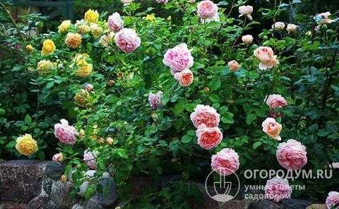 Парковая роза - абрахам дерби - (описание, отзывы, посадка, уход, фото)