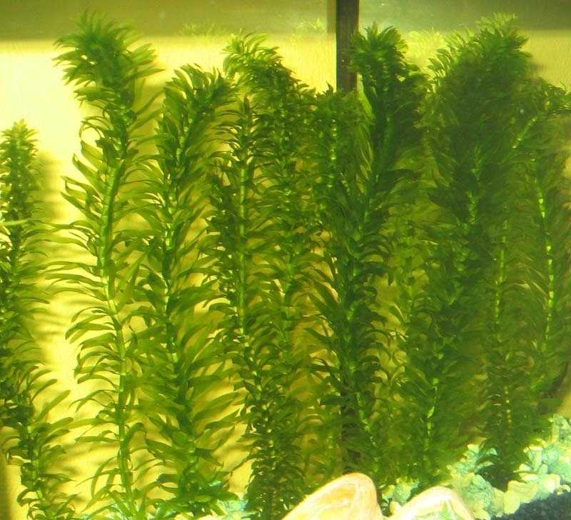 Аквариумные растения с названиями и описанием (41 фото): виды водорослей в аквариуме для начинающих, сагиттария и марсилия, кринум и лимнобиум