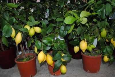 Лимон: чем подкормить деревце в домашних условиях