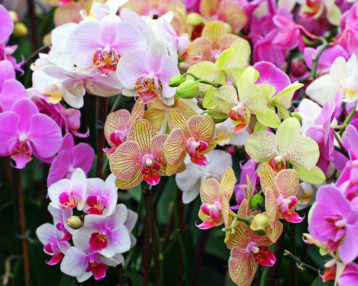 Можно ли рассаживать орхидеи, и в какое время лучше это делать Какие способы рассадки орхидеи наиболее часто практикуются Какие ошибки могут допускать
