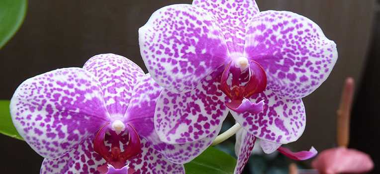 Орхидея фаленопсис: уход и выращивание | (110+ фото)