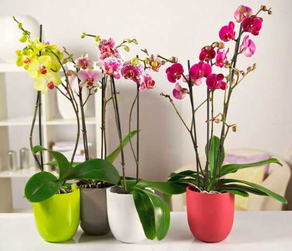Решение, чем подкормить орхидею, каждый цветовод принимает самостоятельно Опытные цветоводы рекомендуют использовать специальные, сбалансированные удобрения