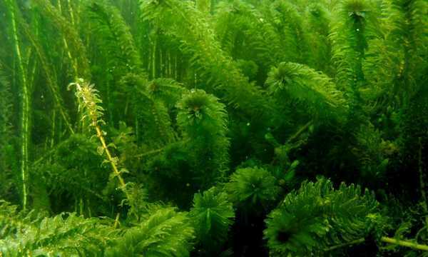 Особенности водорослей элодеи, виды, уход, размножение для аквариумистов