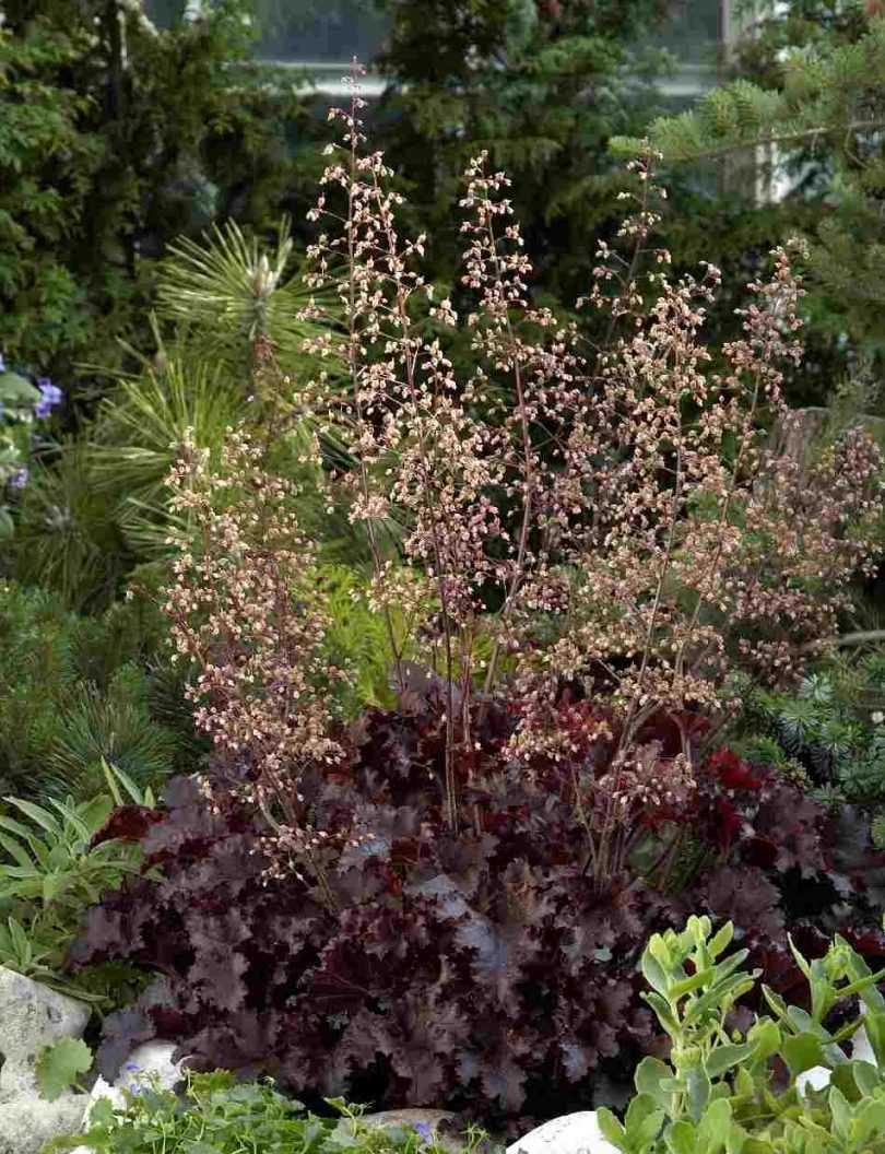 Гейхера (77 фото): описание травянистого растения для открытого грунта. чем отличается от герхереллы? американская и мелкоцветковая герхера