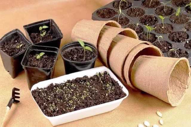 Выращивание хрена в домашних условиях: способы, методы и технология