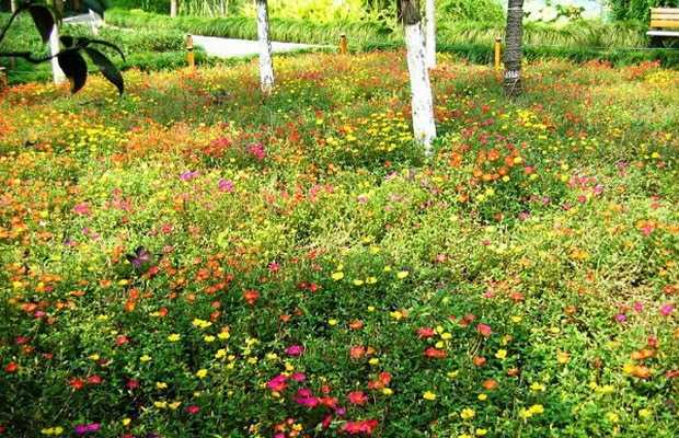 Способы размножения хвойных растений - проект "цветочки" - для цветоводов начинающих и профессионалов