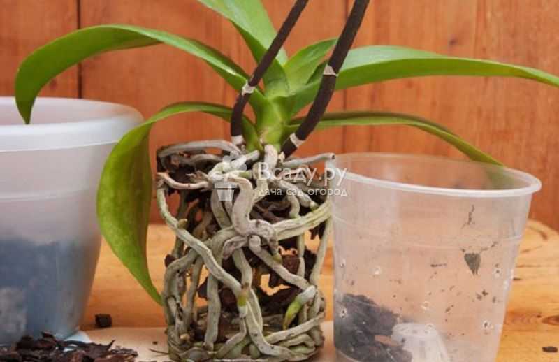Советы, как пересадить орхидею в другой горшок после цветения