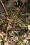 Бенгальские фикусы (29 фото): особенности ухода за баньяном в домашних условиях. где он растет в природе? правила размножения из семян