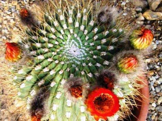 Как пересадить или рассадить кактус во флорариум или горшок