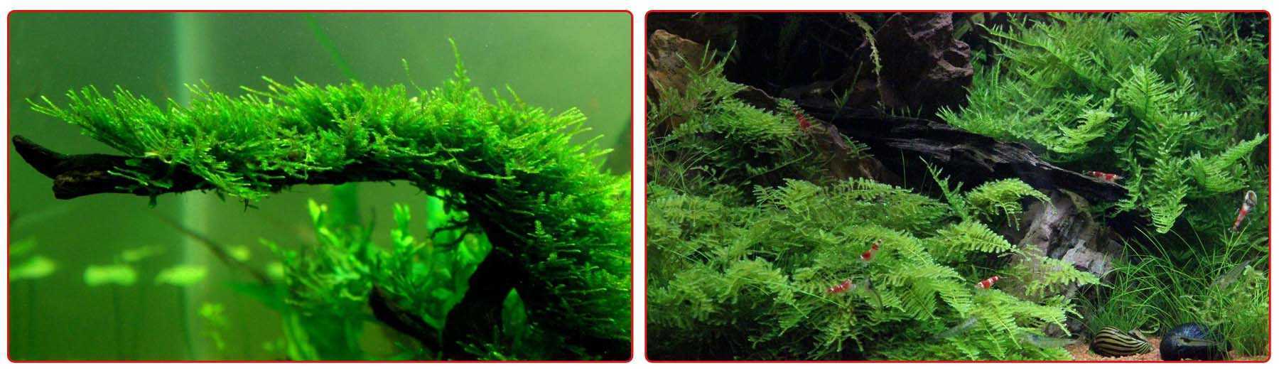 Яванский мох в аквариуме: содержание, условия, как закрепить, как растет, описание, дизайнерские находки