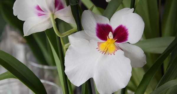 Орхидея мильтония: фото и видео, уход в домашних условиях, пересадка, как поливать и подкармливать