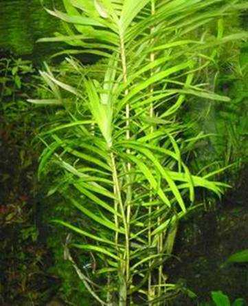 Наяда — красивое аквариумное растение, улучшающее среду обитания
