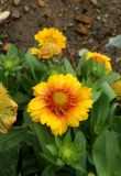 Гайлардия многолетняя (54 фото): посадка и уход за цветком, выращивание из семян, виды остистая и низкорослая, сорта «бургунди» и «восточные узоры»
