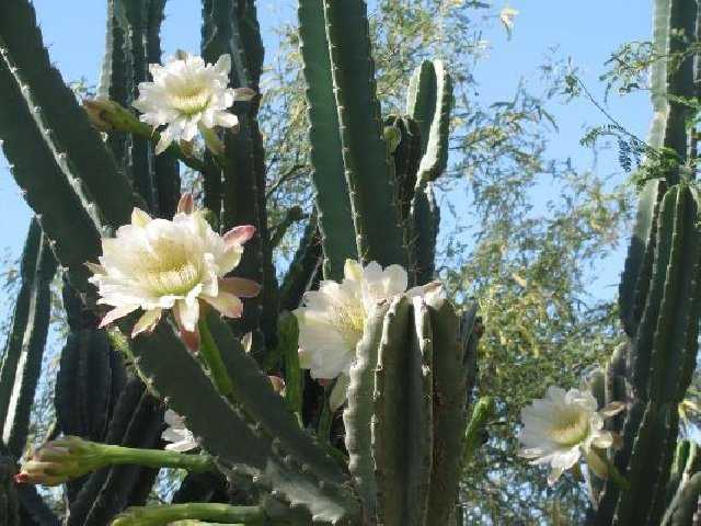 Виды кактусов — пустынные и тропические