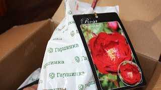 Потрясающие двухцветные розы из разных стран. описание и фото сортов