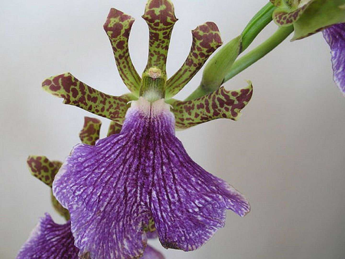 Орхидея зигопеталум: уход в домашних условиях, пересадка, болезни