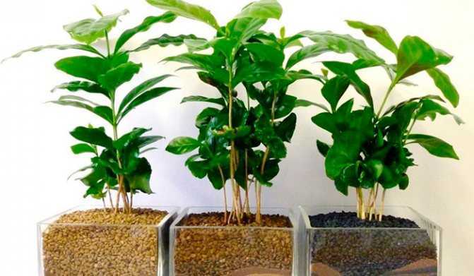 Разновидности кофейного дерева, которые подходят для выращивания дома Правила ухода за кофе, и способы его размножения Какие проблемы могут возникать при