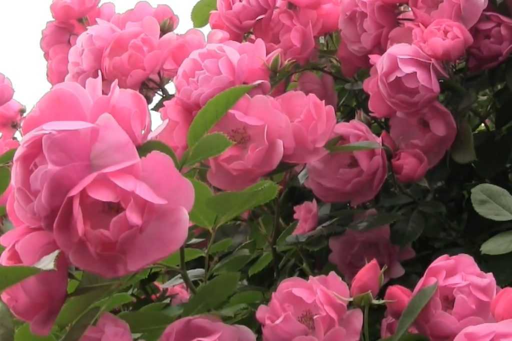 Почвопокровные розы: сорта, фото с названиями и описанием
почвопокровные розы: сорта, фото с названиями и описанием