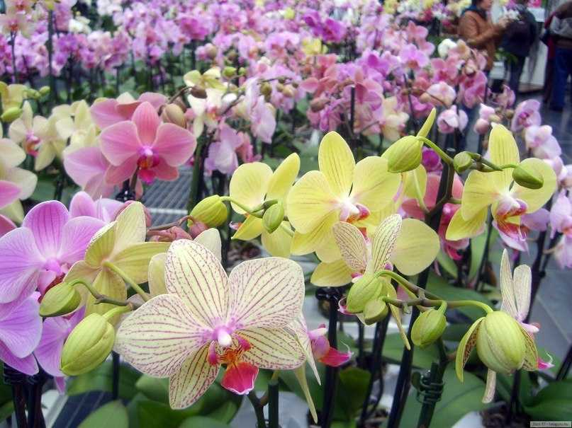 Драгоценная орхидея лудизия: сорта, выращивание дома