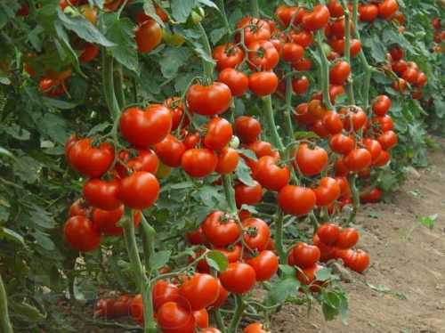 Выращивание томатов в теплице из поликарбоната: советы агрономов