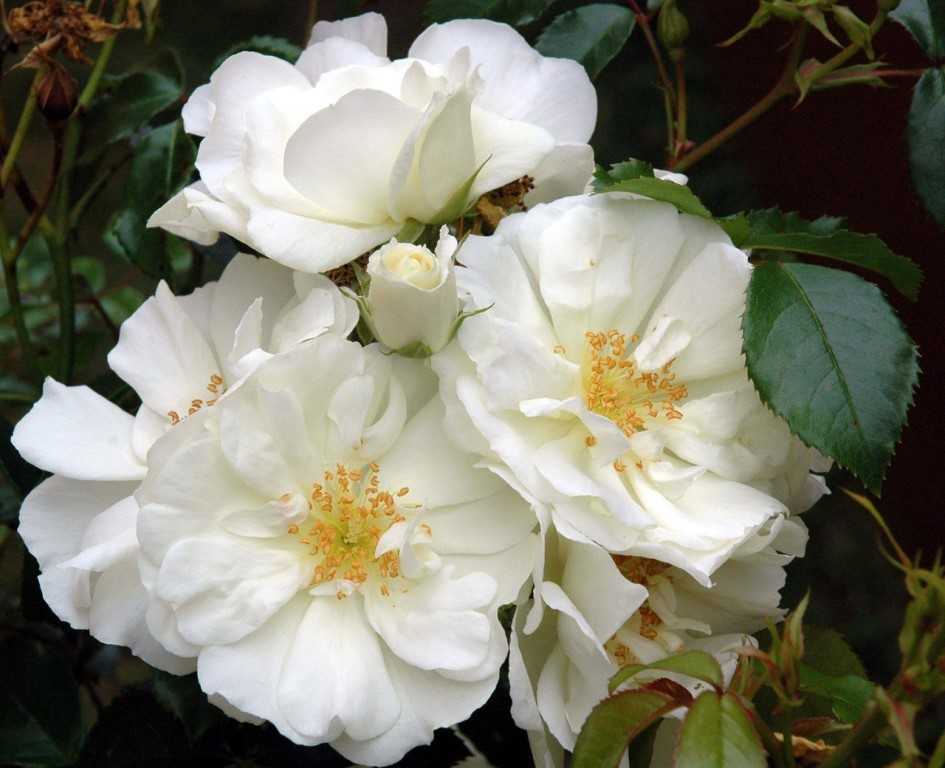 Секреты выращивания почвопокровной розы йеллоу фейри | топфазенда