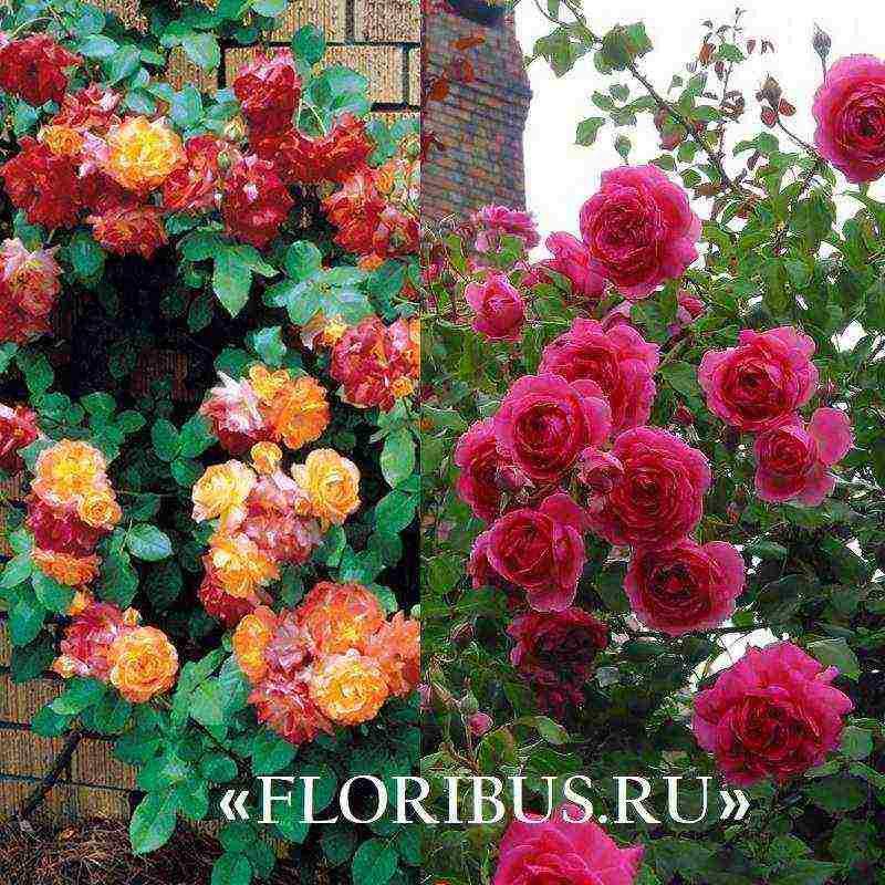 Роза ред интуишн – фото и описание, отзывы