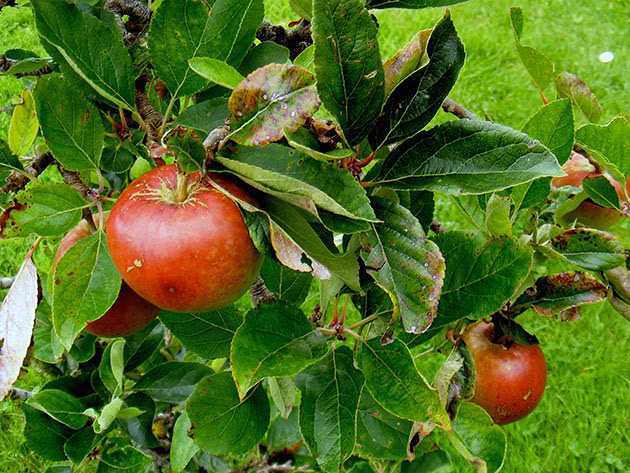Карликовые яблони. лучшие сорта и их описание |
