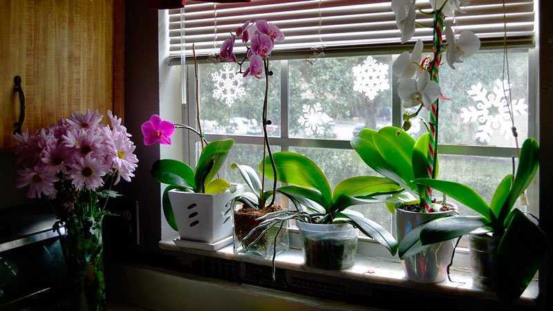 Выбираем удобрения для орхидей – лучшие магазинные и народные средства