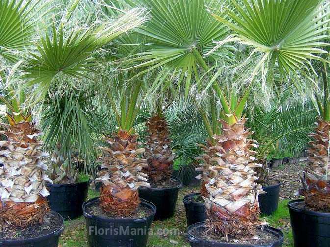Пальма вашингтония – уход в домашних условиях. фото и описание пальмы, её виды. домашняя вашингтония – выращивание из семян