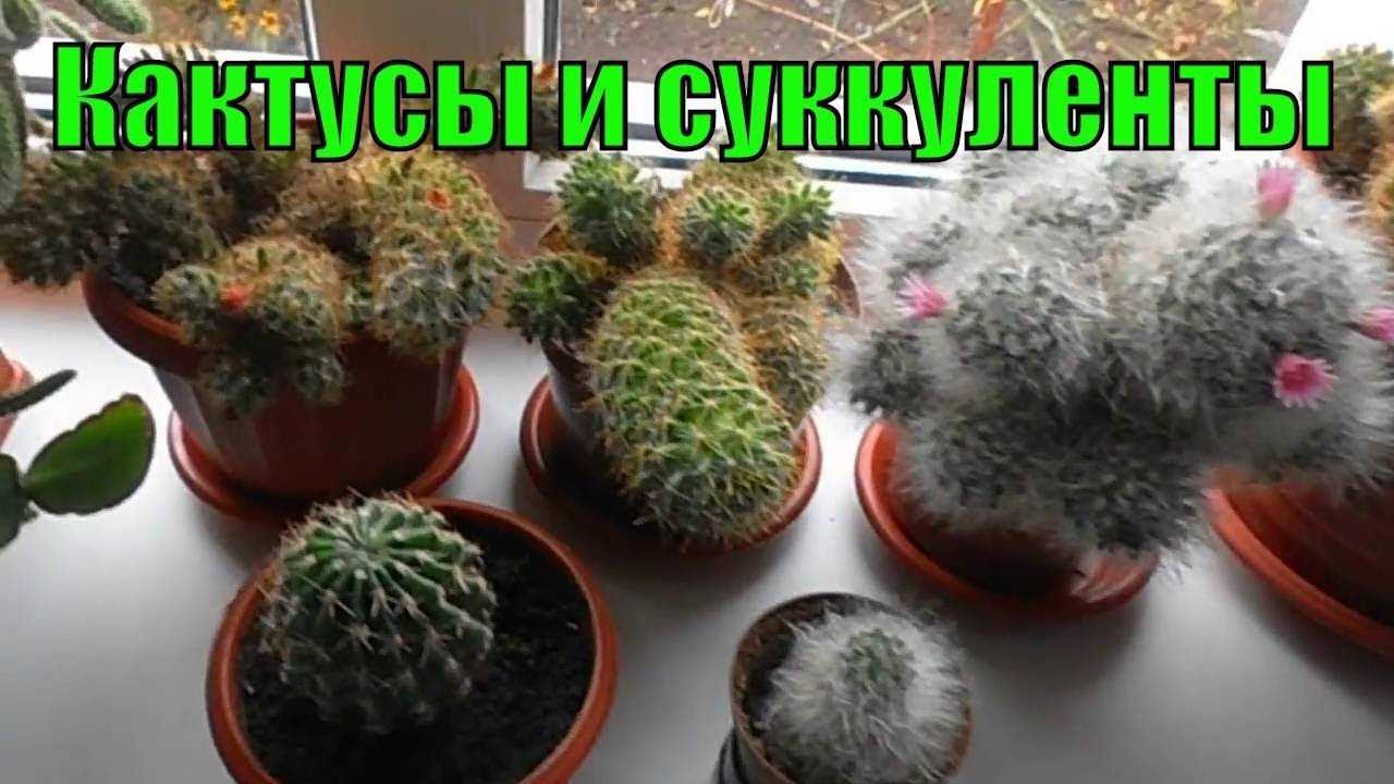 Эхиноцереус – фото кактуса, уход, размножение, болезни
