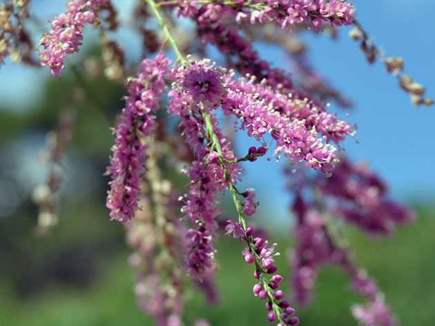 Тамарикс – правила посадки, ухода и размножения, почему не цветет растение, использование в ландшафтном дизайне